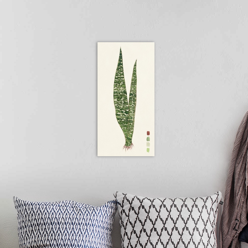 A bohemian room featuring Snake Plants IV