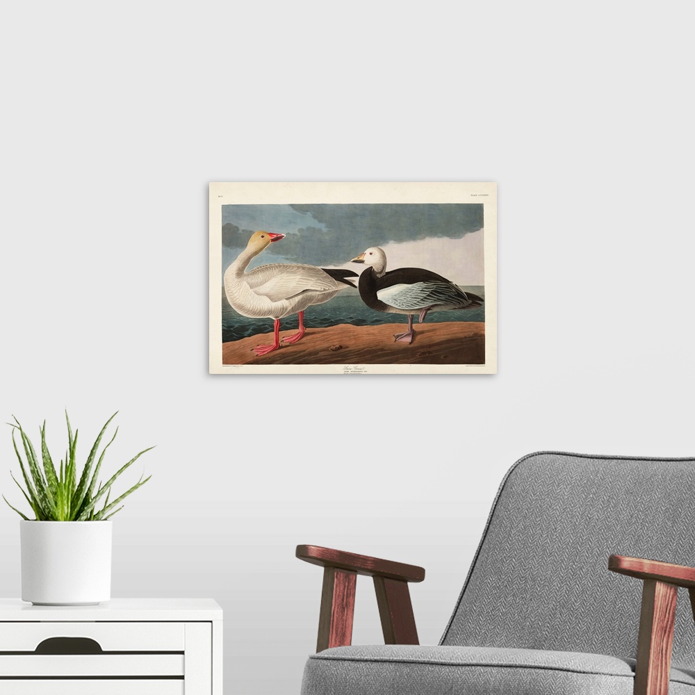 A modern room featuring Snow Goose