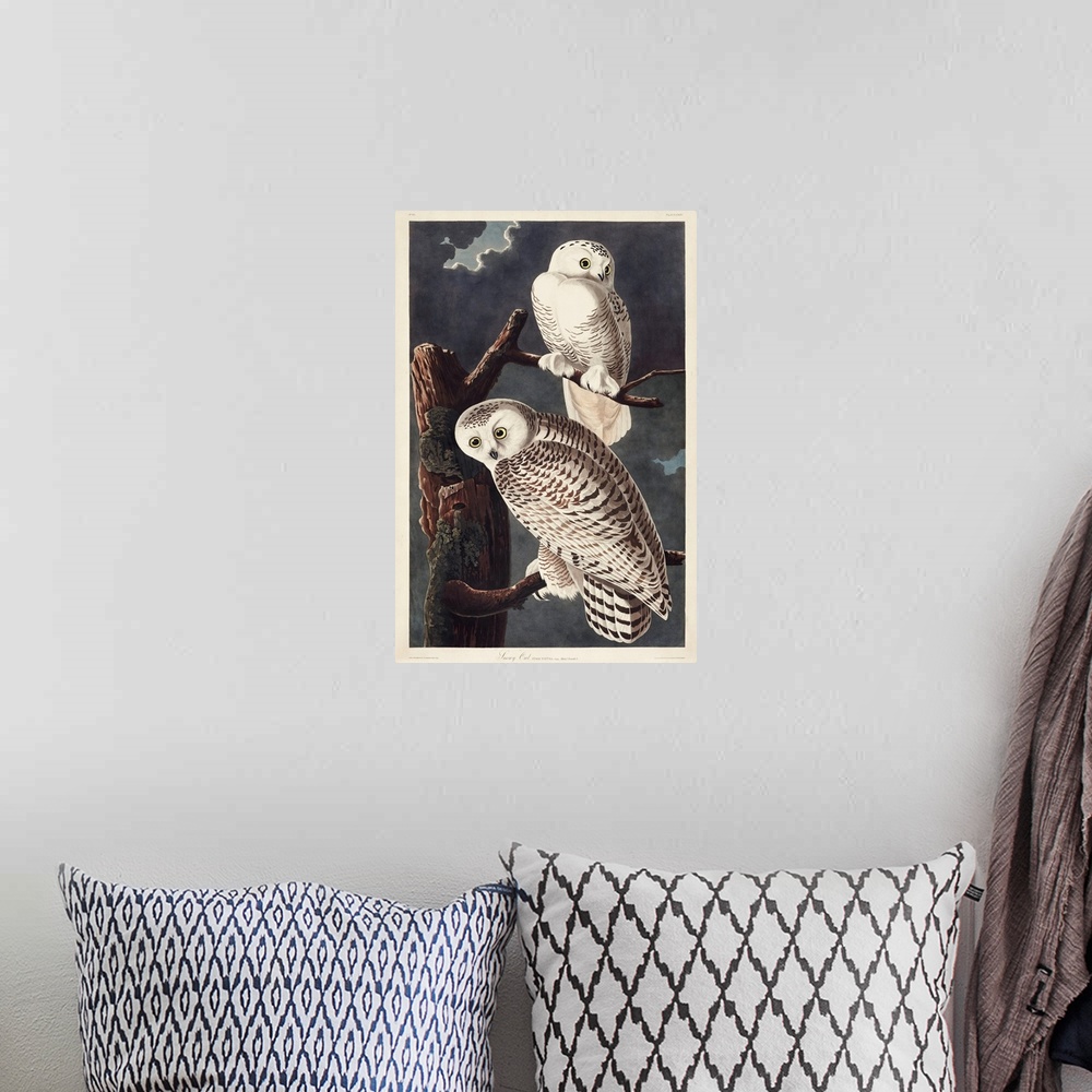 A bohemian room featuring Snowy Owl