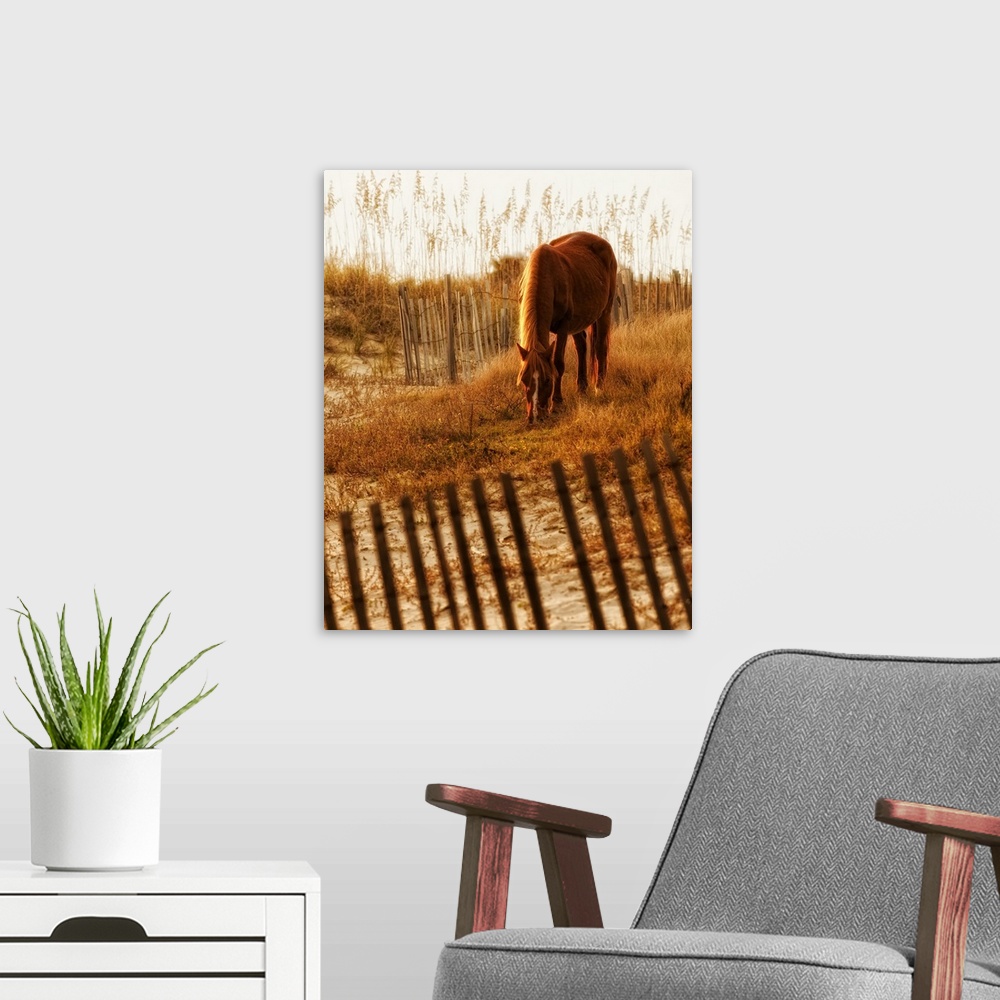 A modern room featuring Fine art photo of a horse grazing on grassy dunes.