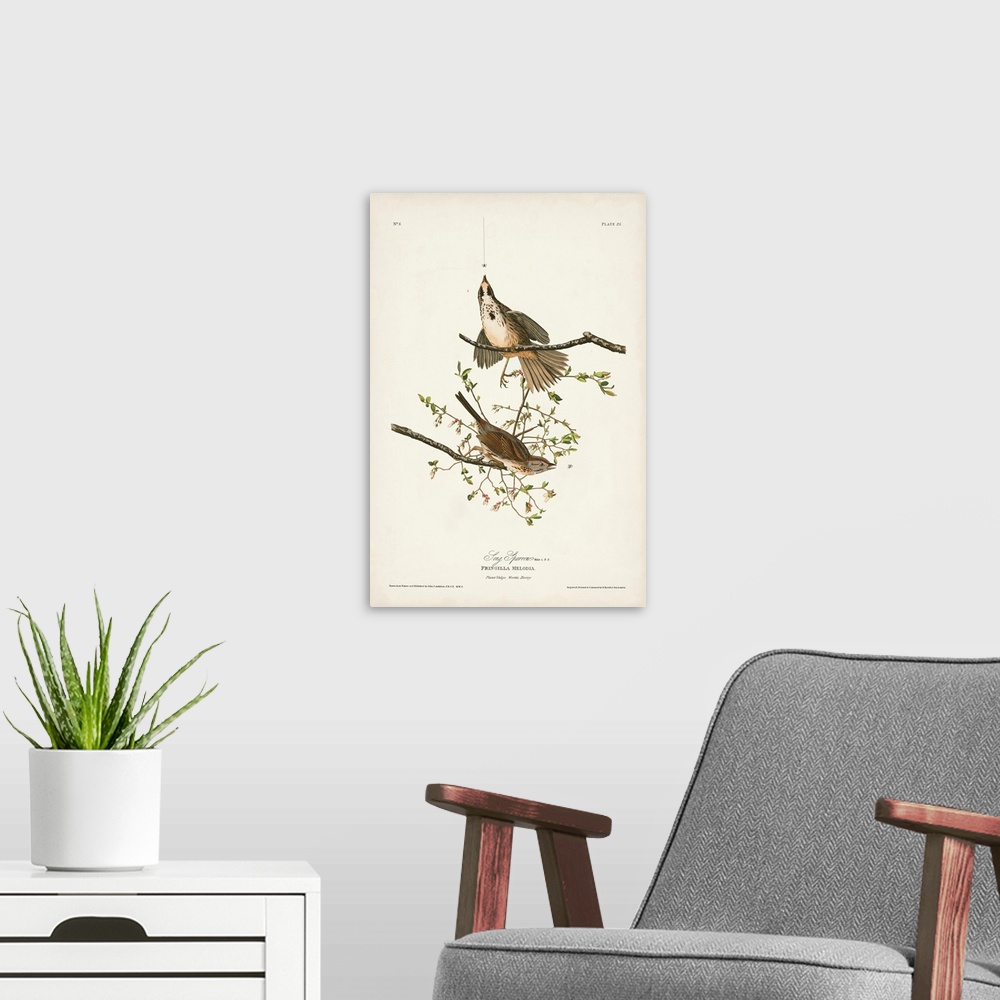 A modern room featuring Song Sparrow