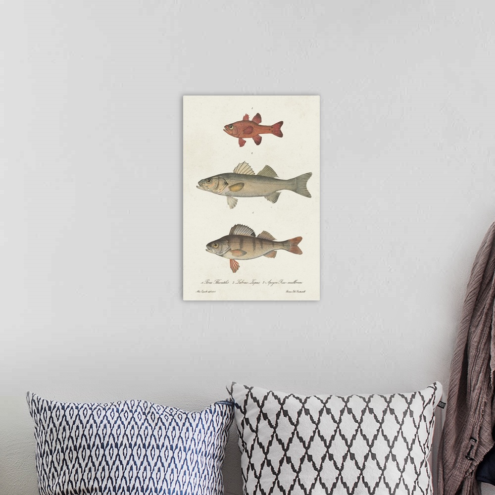 A bohemian room featuring Species of Antique Fish II