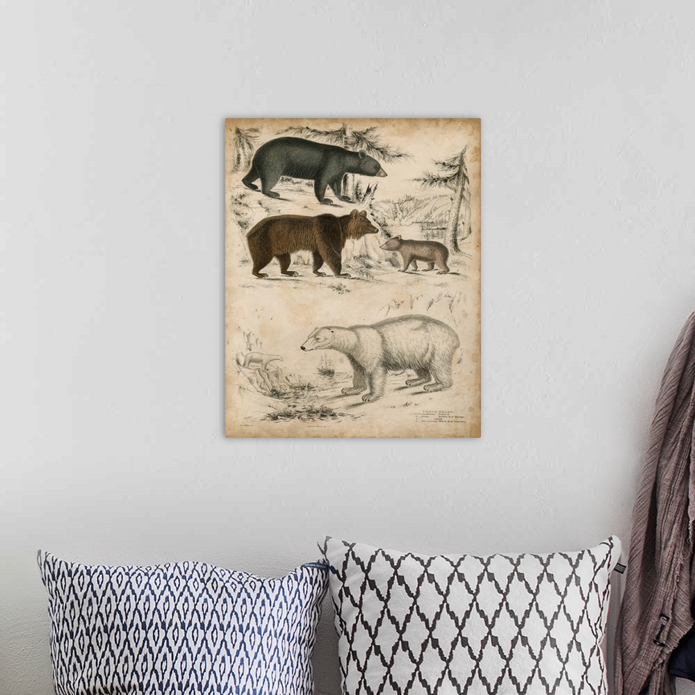 A bohemian room featuring Species of Bear