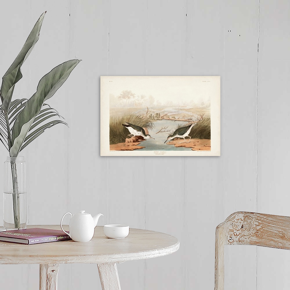 A farmhouse room featuring Spotted Sandpiper