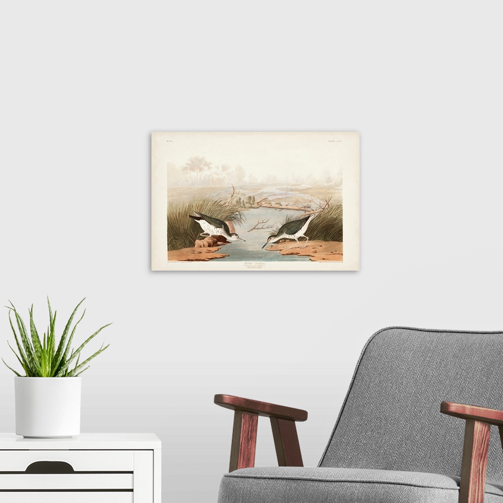 A modern room featuring Spotted Sandpiper