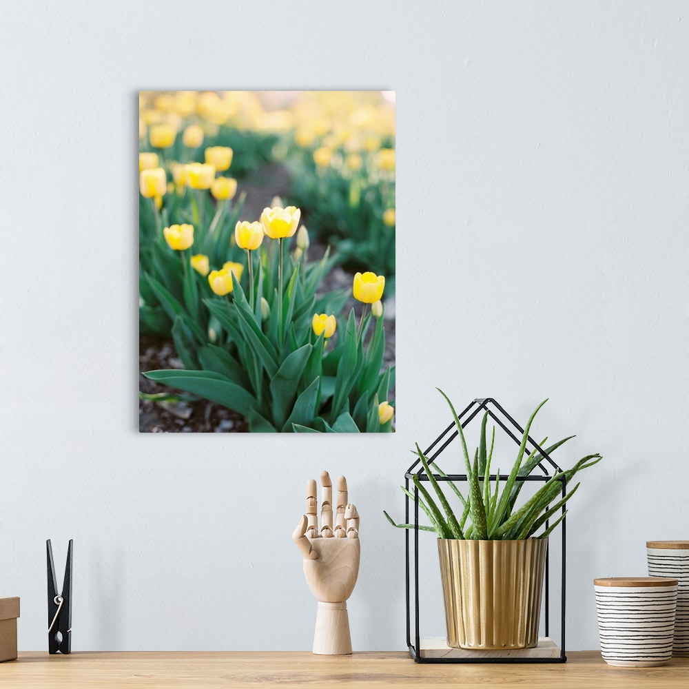 A bohemian room featuring Short depth of field photograph of yellow tulip flowers in the field, Norway.