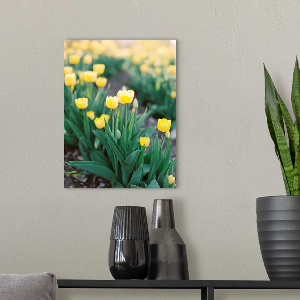 A modern room featuring Short depth of field photograph of yellow tulip flowers in the field, Norway.