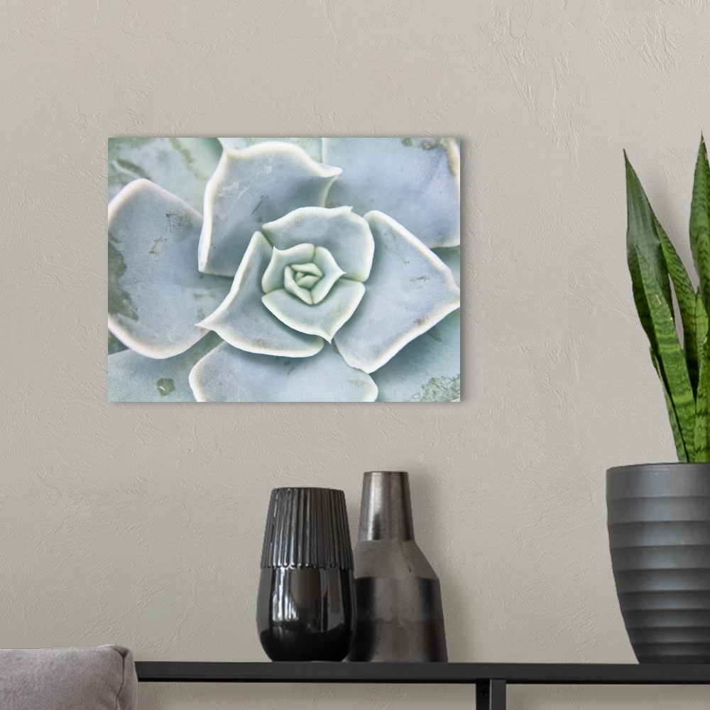 A modern room featuring Storybook Succulent II