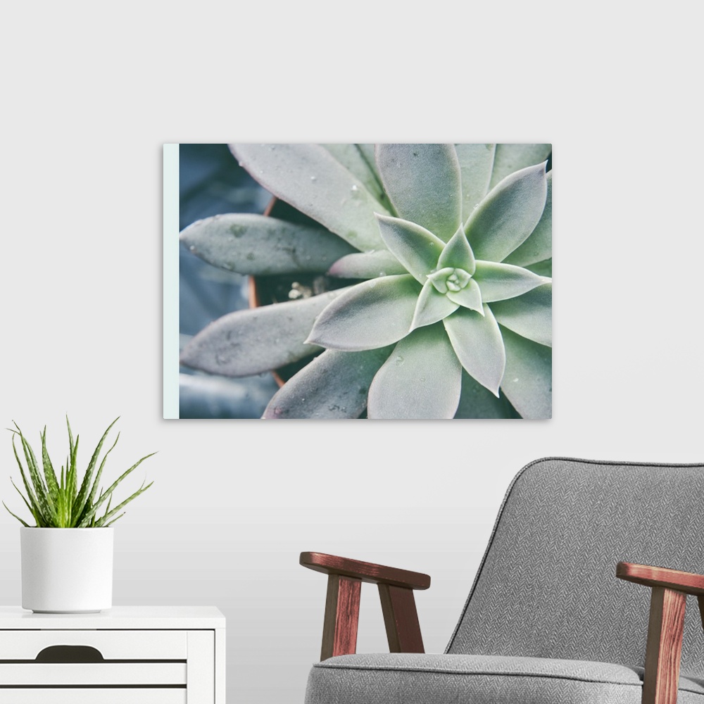 A modern room featuring Storybook Succulent III