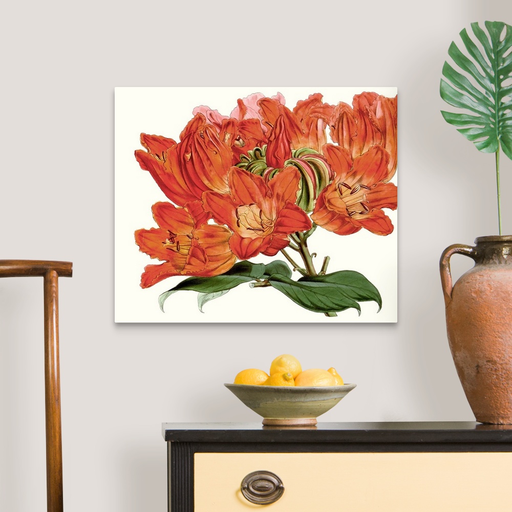 A traditional room featuring Striking Coral Botanicals III