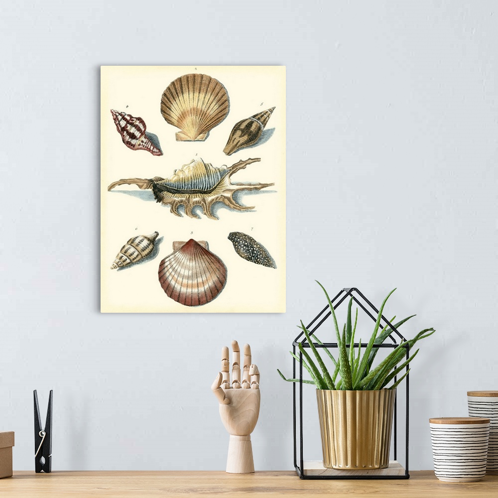 A bohemian room featuring Contemporary vintage stylized scientific illustrations of shells of marine creatures.