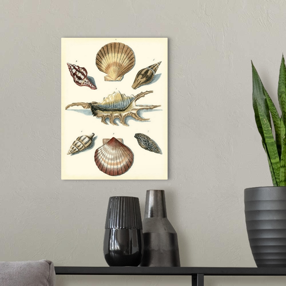 A modern room featuring Contemporary vintage stylized scientific illustrations of shells of marine creatures.