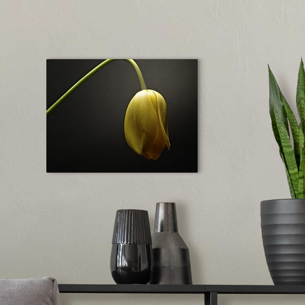 A modern room featuring A series of fine art photographs featuring different flowers during the stages of degeneration.