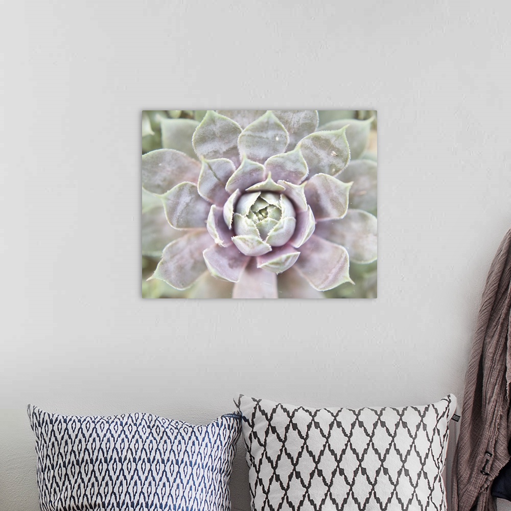 A bohemian room featuring Close up photograph of a pink and green succulent.