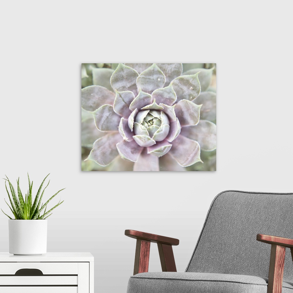 A modern room featuring Close up photograph of a pink and green succulent.