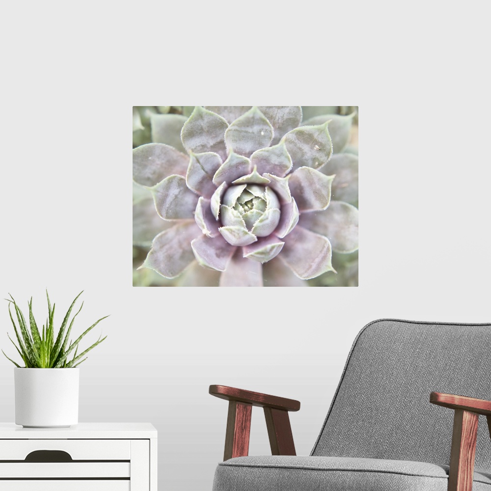 A modern room featuring Close up photograph of a pink and green succulent.