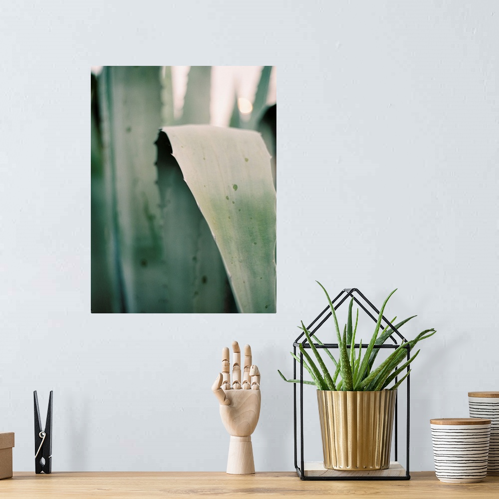 A bohemian room featuring A close up photograph of long succulent leaves.