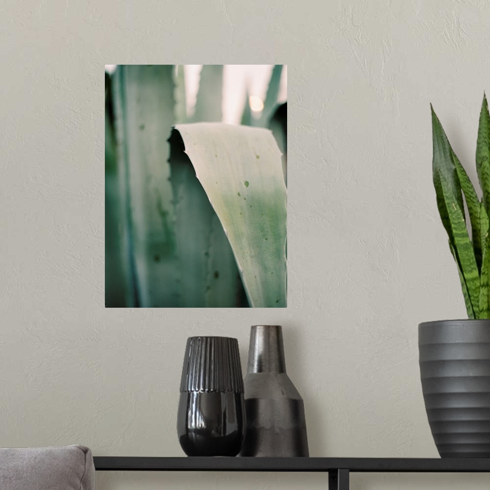 A modern room featuring A close up photograph of long succulent leaves.