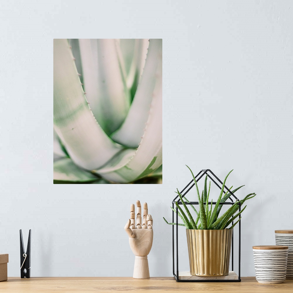 A bohemian room featuring A close up photograph of long succulent leaves.