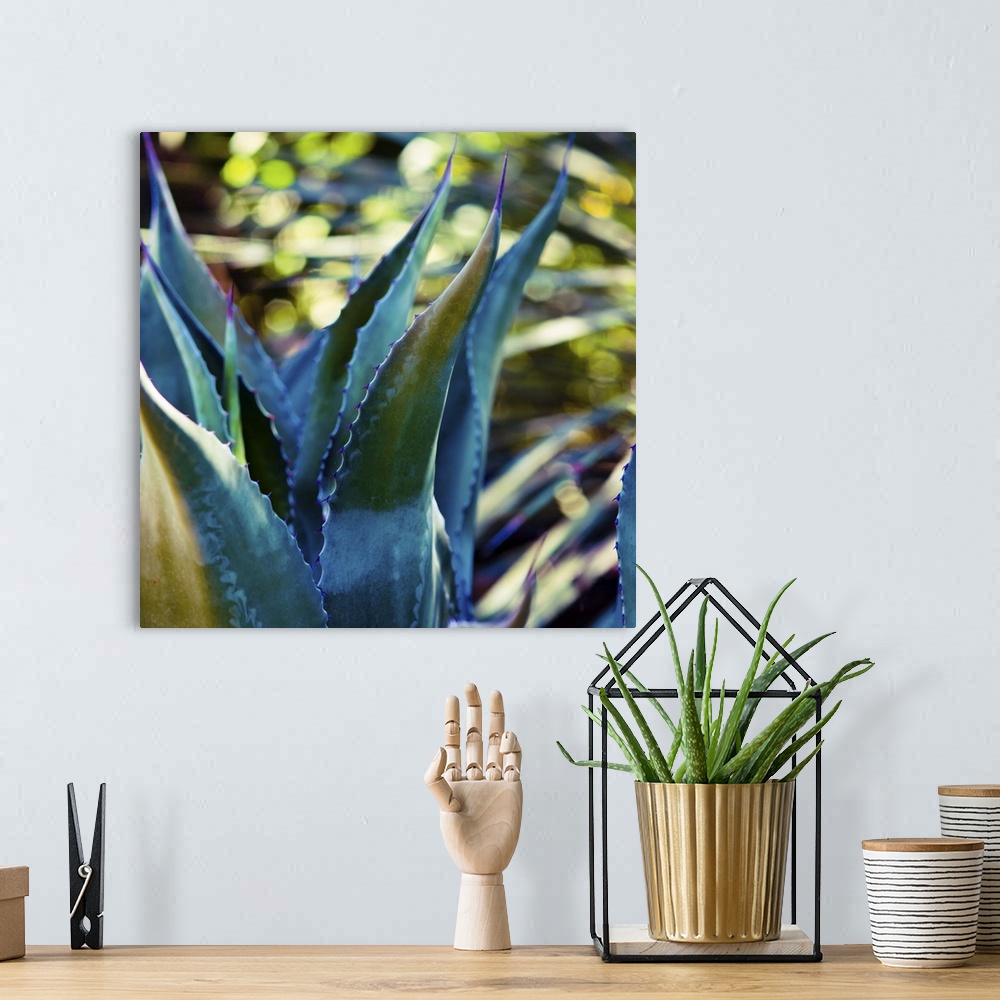 A bohemian room featuring Close up view of deep blue succulent leaves.