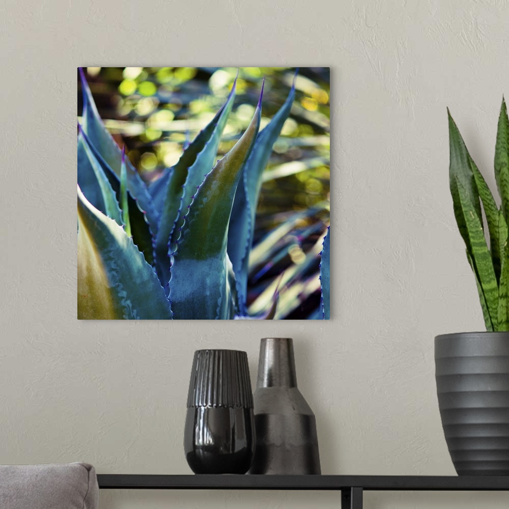 A modern room featuring Close up view of deep blue succulent leaves.