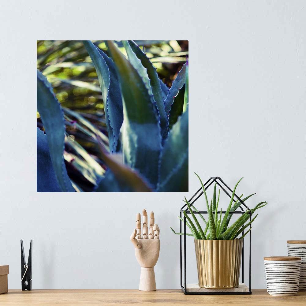 A bohemian room featuring Close up view of deep blue succulent leaves.