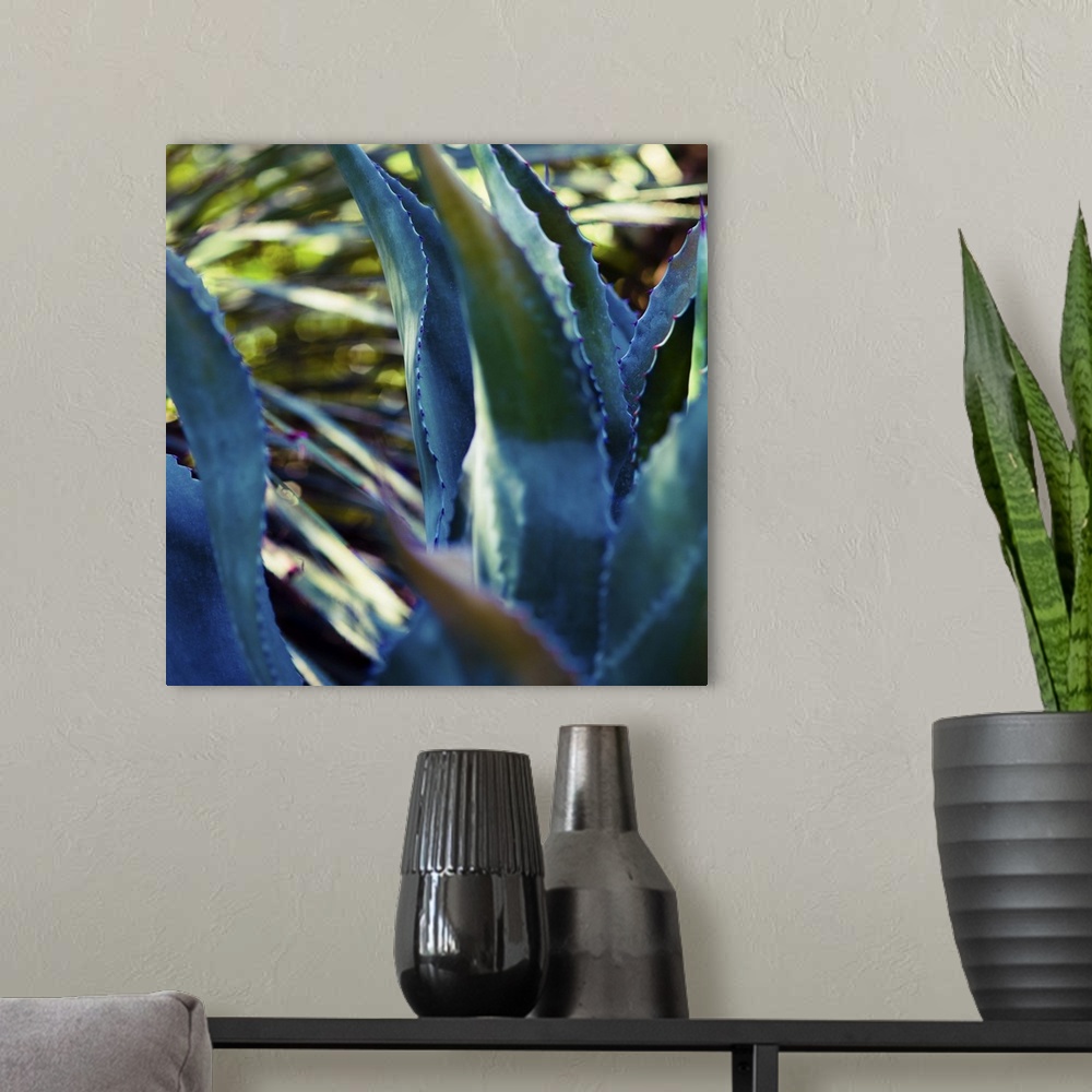 A modern room featuring Close up view of deep blue succulent leaves.