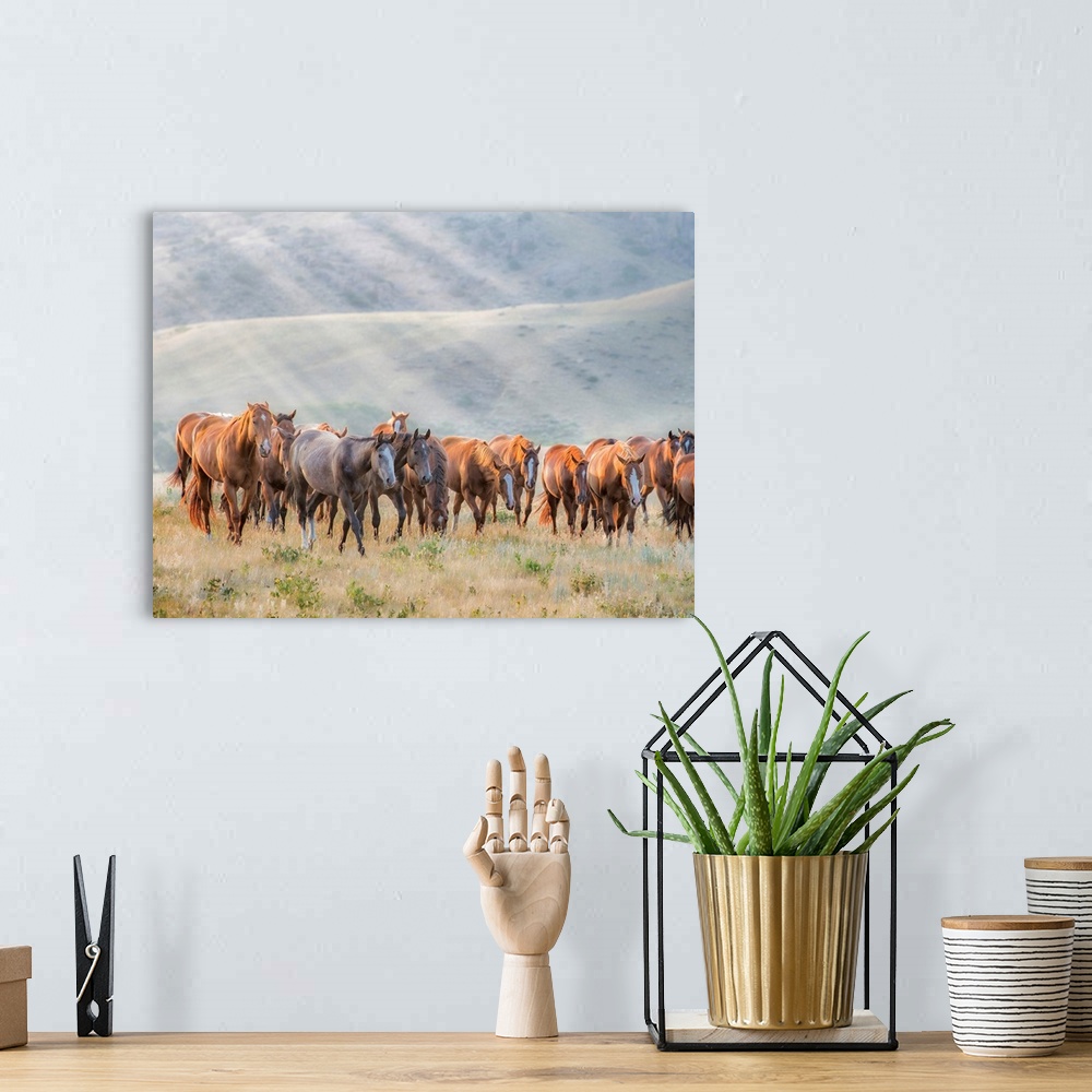 A bohemian room featuring Sunkissed Horses III