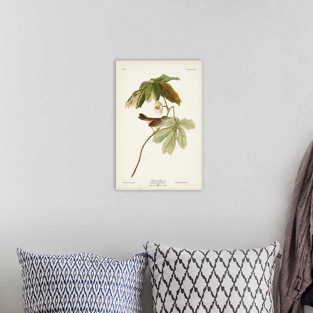A bohemian room featuring Swamp Sparrow