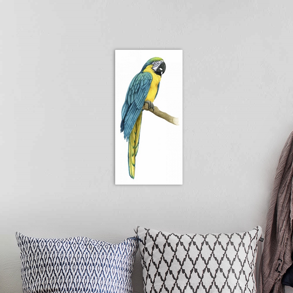 A bohemian room featuring Teal Macaw I