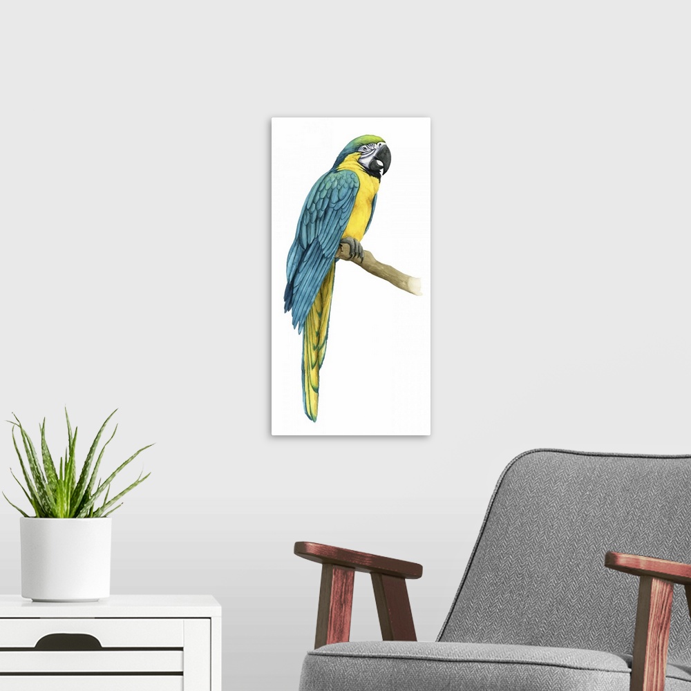 A modern room featuring Teal Macaw I