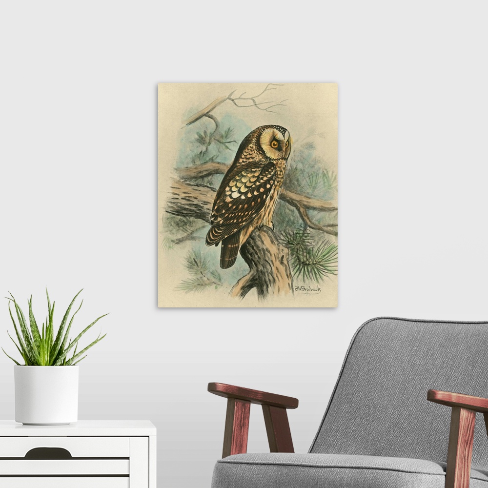A modern room featuring Tengmalm's Owl
