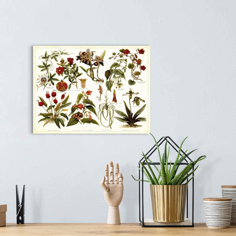 A bohemian room featuring Various vintage stylized illustrations of tropical plants on a chart for recognition.