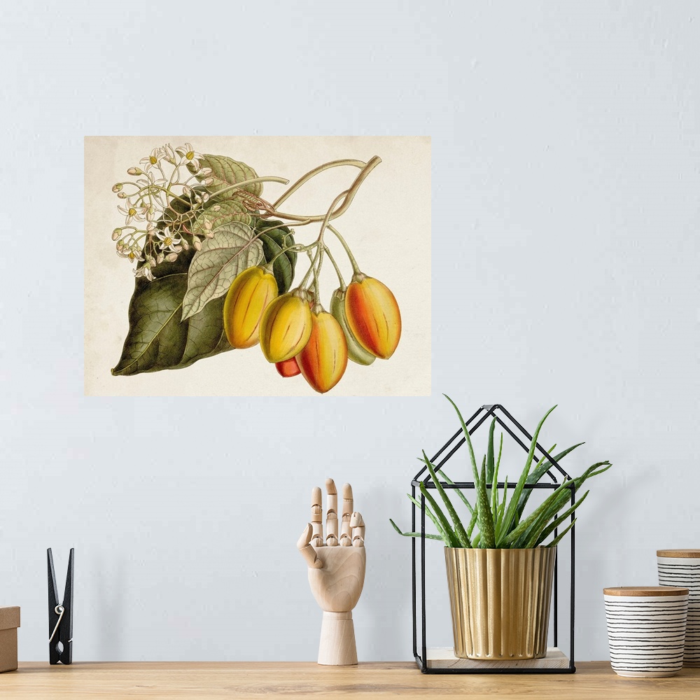 A bohemian room featuring Tropical Foliage & Fruit IV