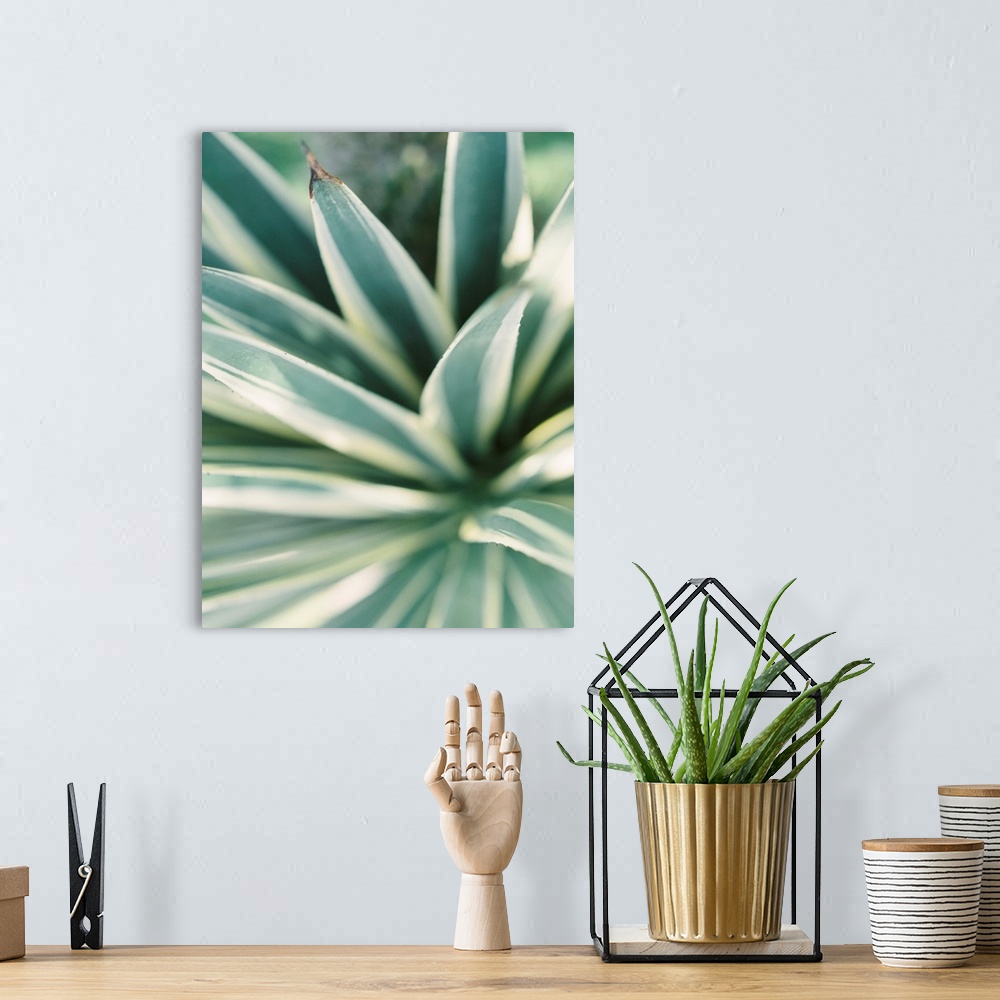 A bohemian room featuring Close up photograph of tropical plant leaves, Mexico.