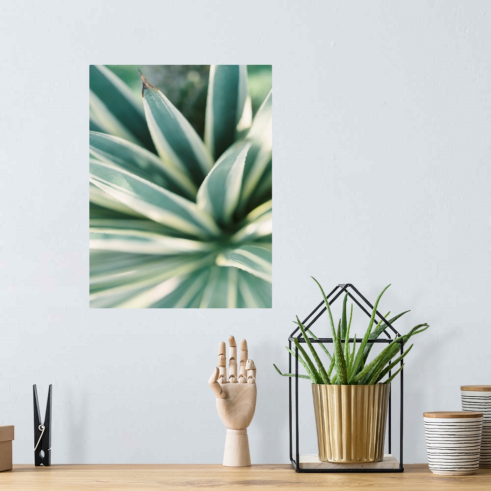 A bohemian room featuring Close up photograph of tropical plant leaves, Mexico.