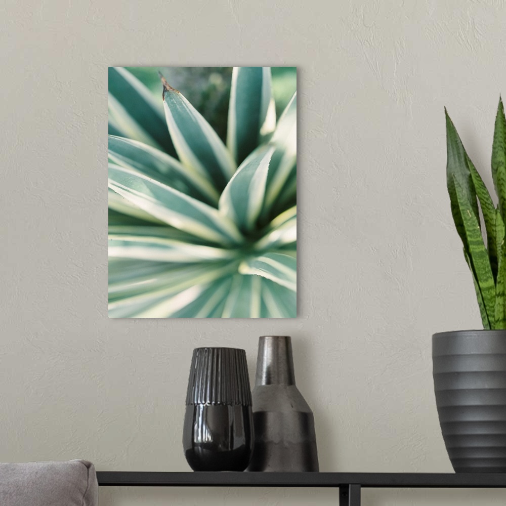 A modern room featuring Close up photograph of tropical plant leaves, Mexico.