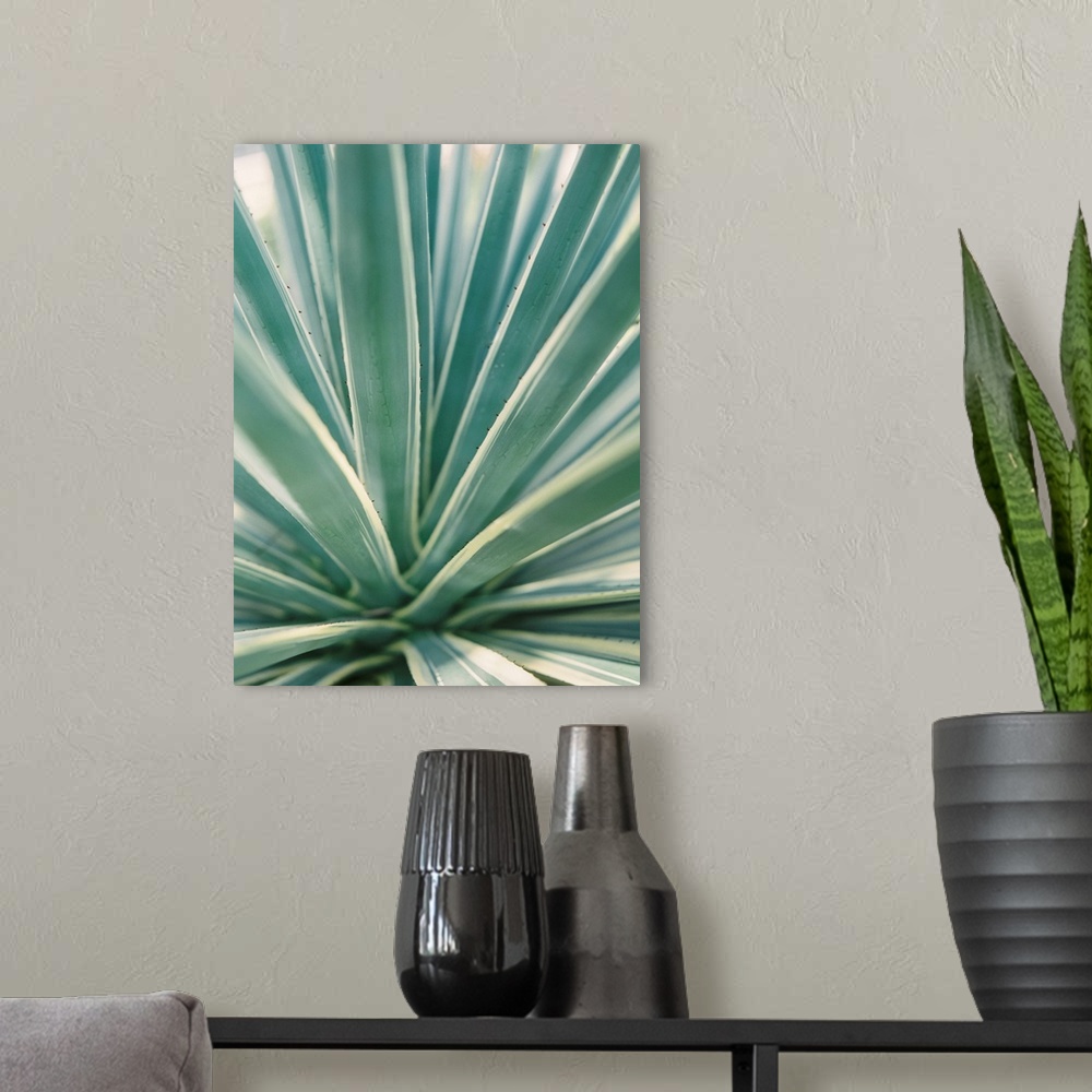 A modern room featuring Close up photograph of tropical plant leaves, Mexico.