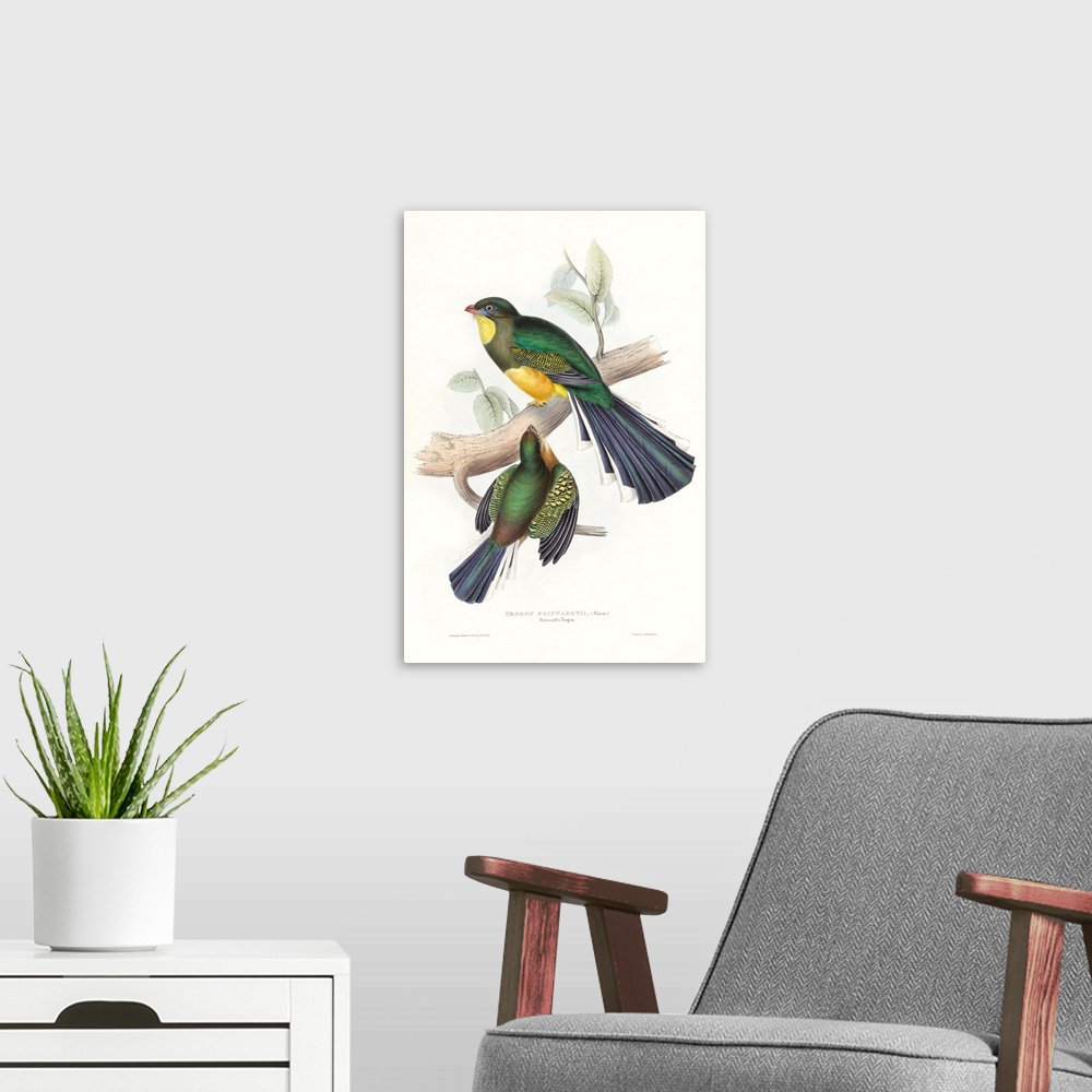 A modern room featuring Tropical Trogons I