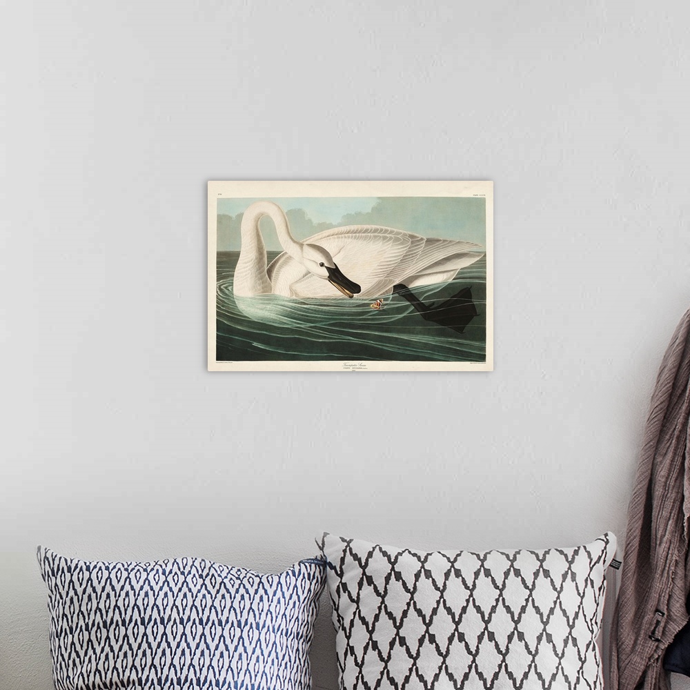 A bohemian room featuring Trumpeter Swan