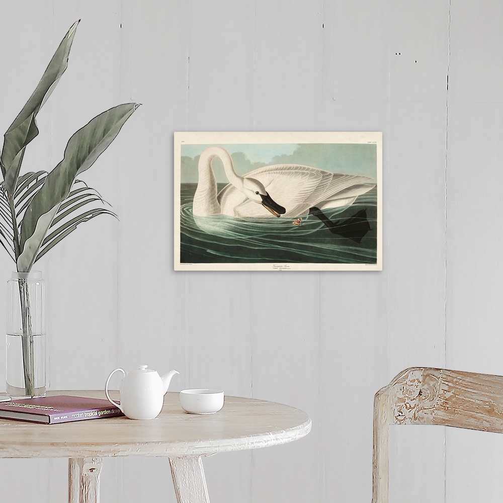 A farmhouse room featuring Trumpeter Swan