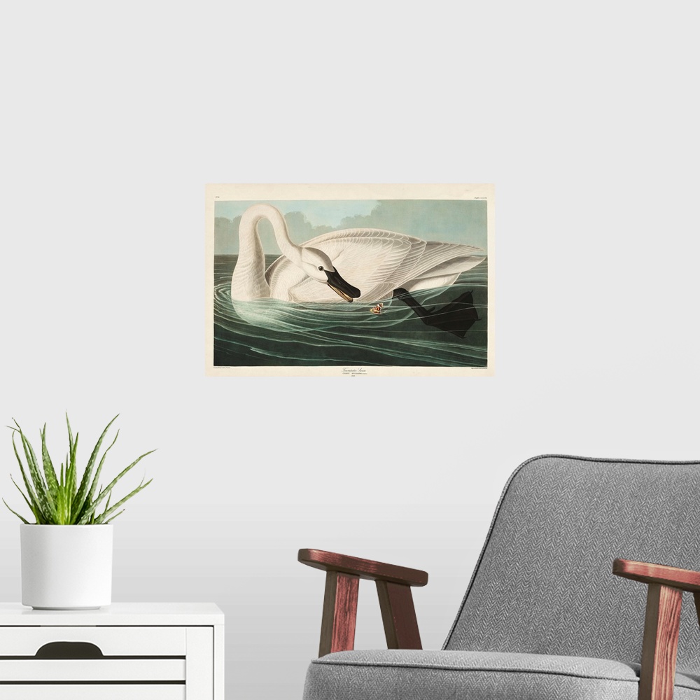 A modern room featuring Trumpeter Swan