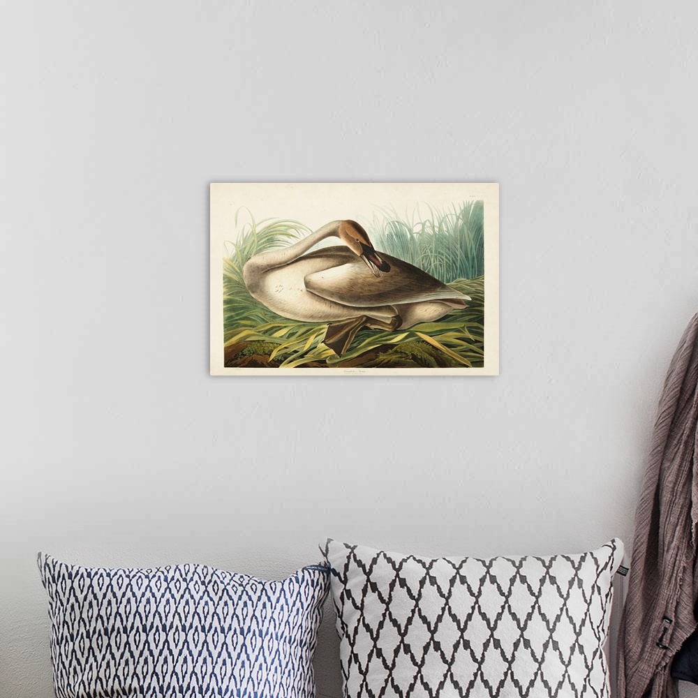 A bohemian room featuring Trumpeter Swan