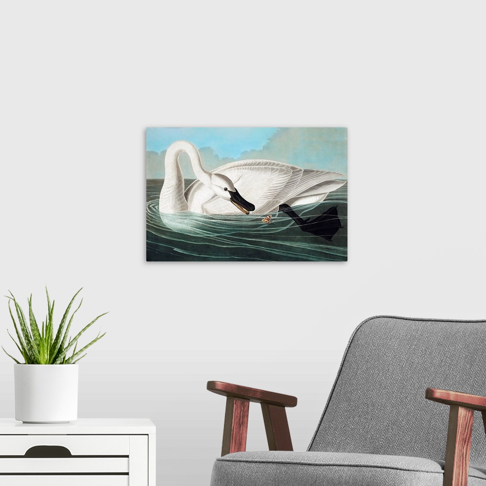 A modern room featuring Trumpeter Swan