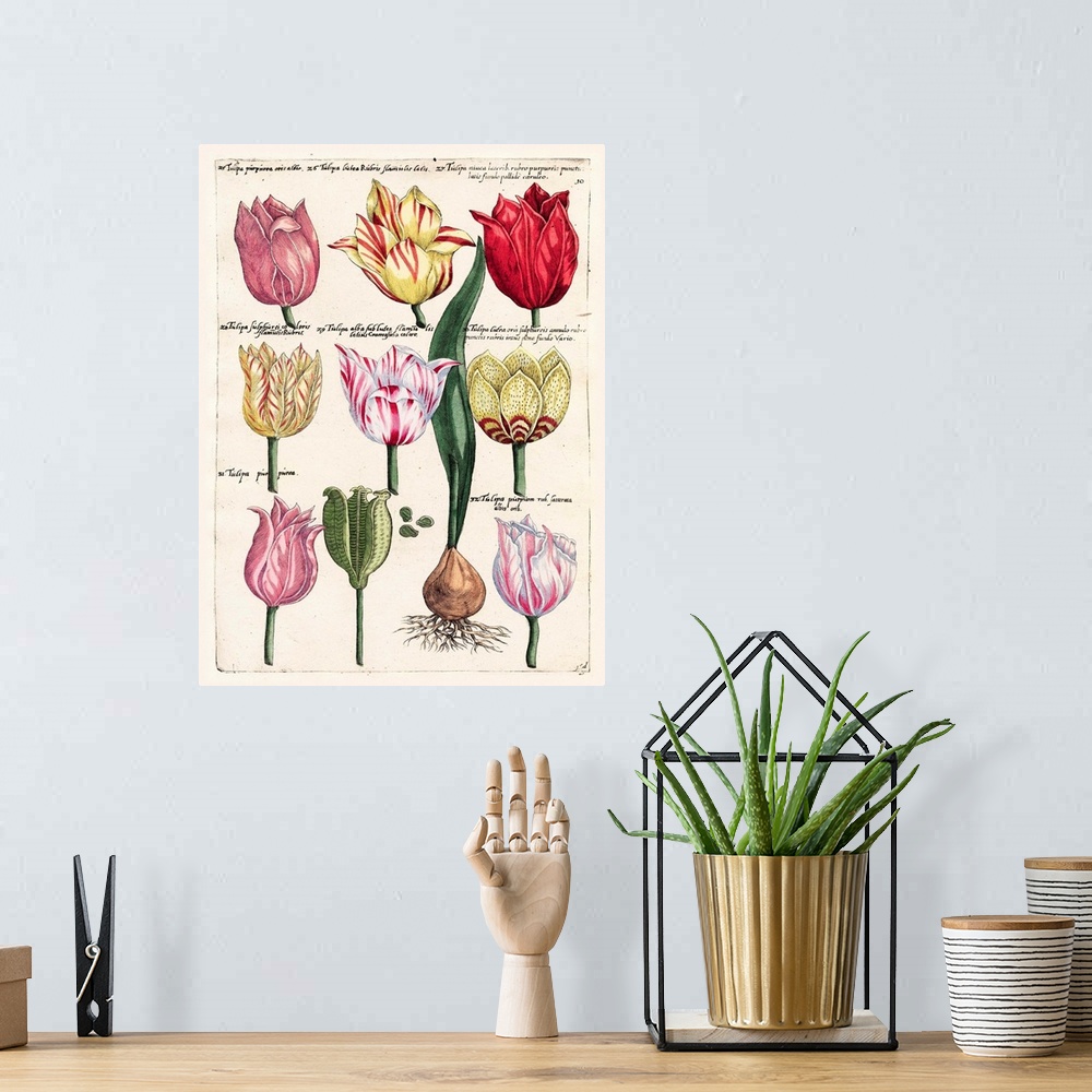 A bohemian room featuring Tulips En Masse II
