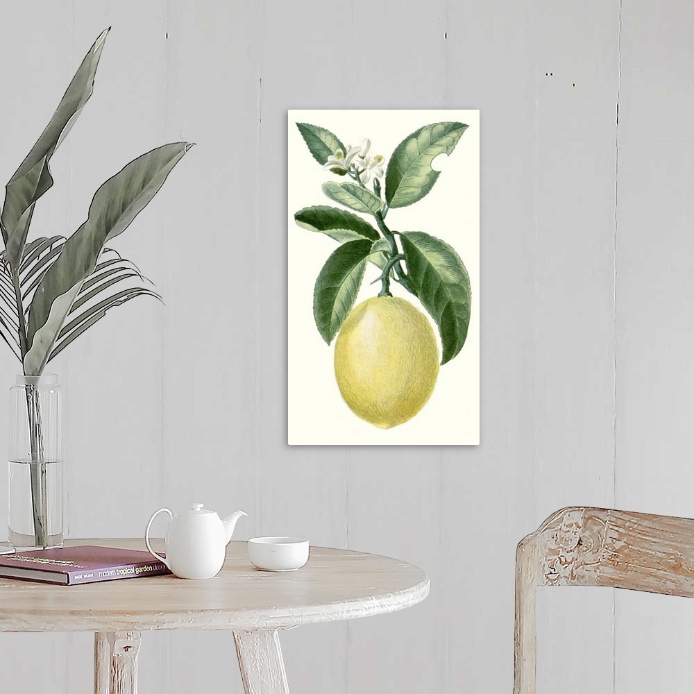 A farmhouse room featuring A decorative vintage illustration of a citrus plant.