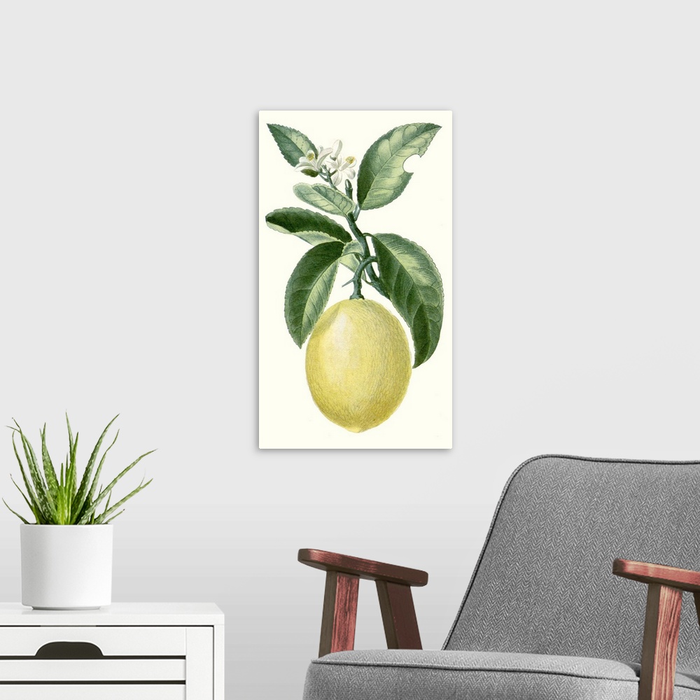 A modern room featuring A decorative vintage illustration of a citrus plant.