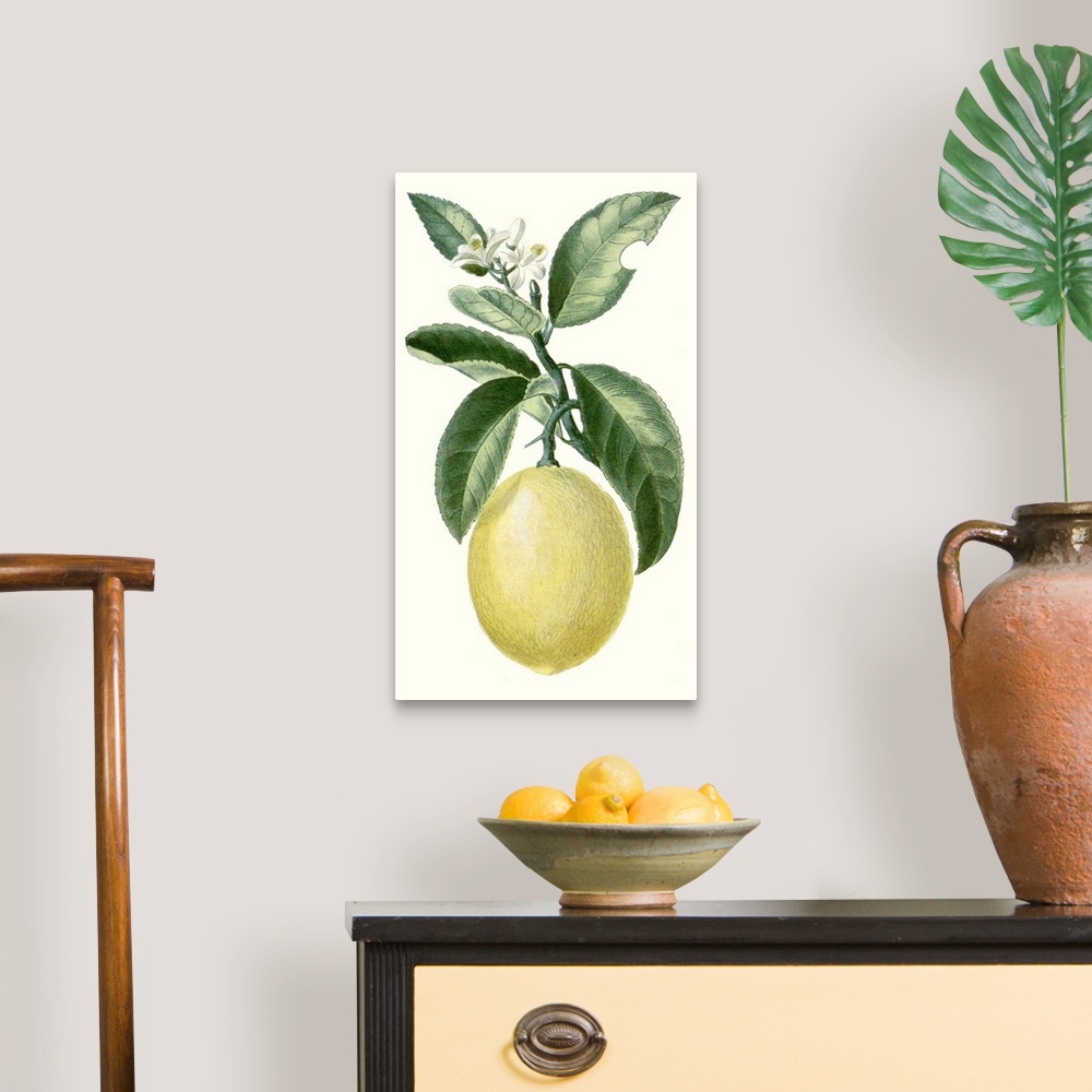 A traditional room featuring A decorative vintage illustration of a citrus plant.