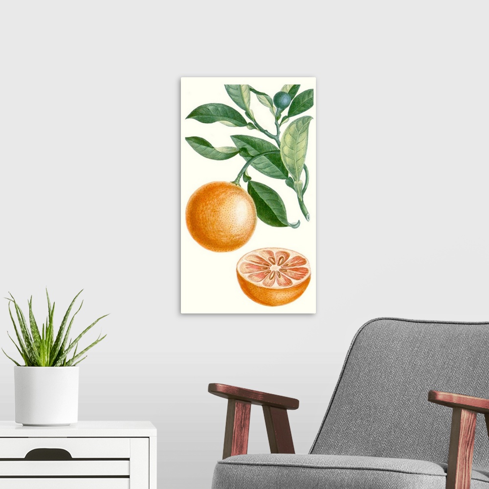 A modern room featuring A decorative vintage illustration of a citrus plant.