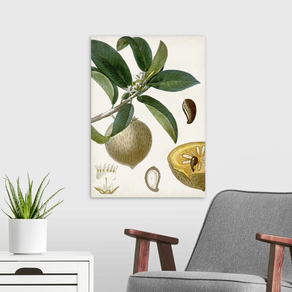 A modern room featuring Turpin Tropical Fruit I